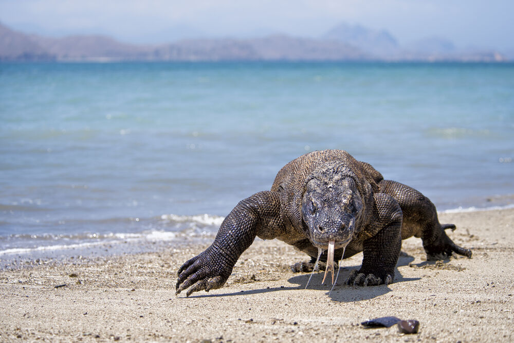 komodo