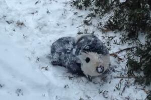 Pogledajte kako mlada panda uživa u prvom snijegu!