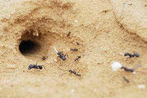 Robovlasništvo postoji i među mravima