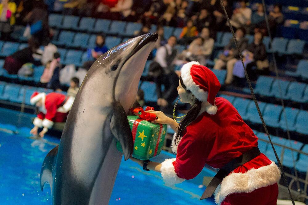 Delfini u Tokiju, Foto: Reuters