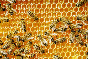 Edukovali učenike 24 škole o pčelarstvu