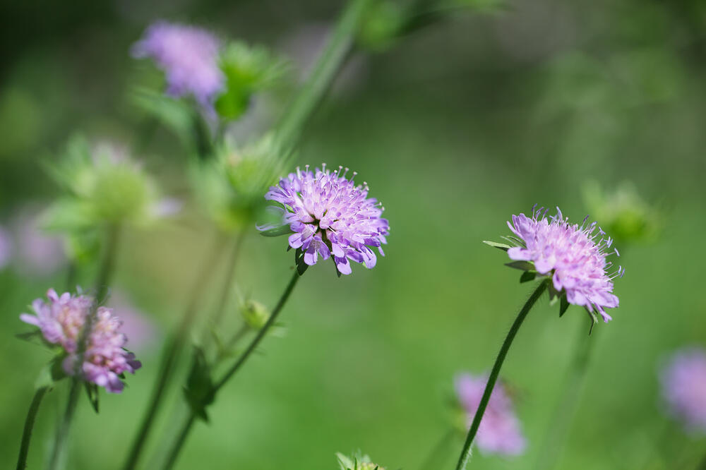 lljekovito bilje, Foto: Shutterstock