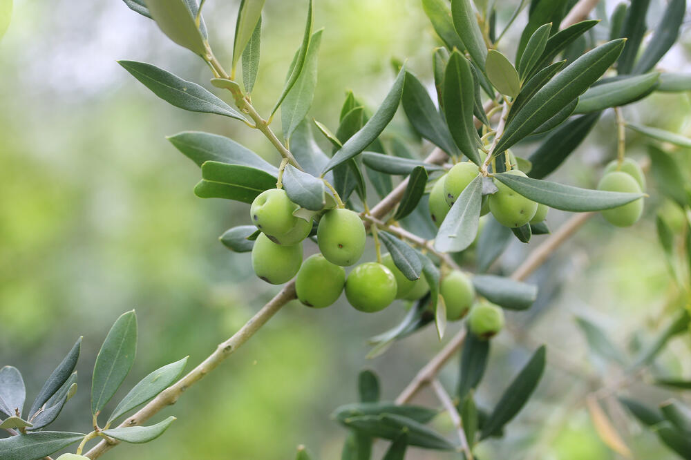 masline, maslinjaci, Foto: Shutterstock