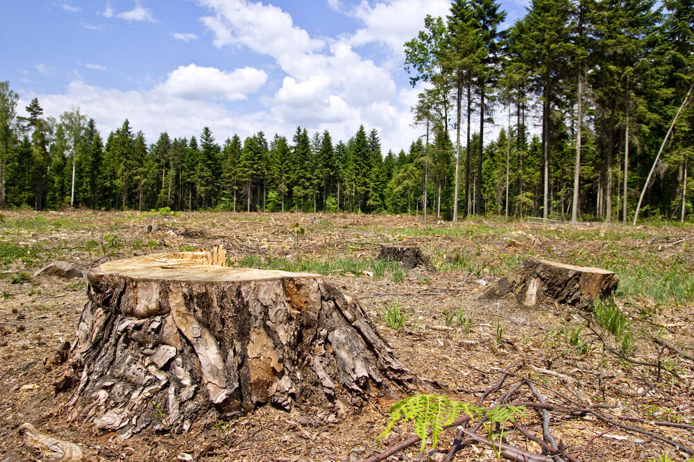Sječa drva, Foto: Shutterstock