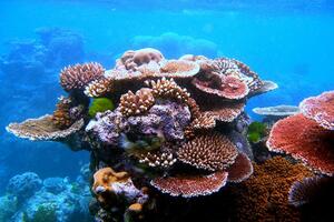 Veliki koralni greben je ozbiljno ugrožen
