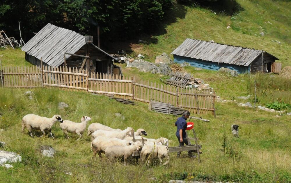 Pesica jezero