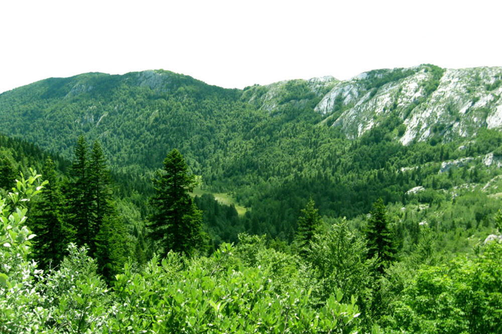 šuma Dragišnica, Foto: Arhiva Vijesti