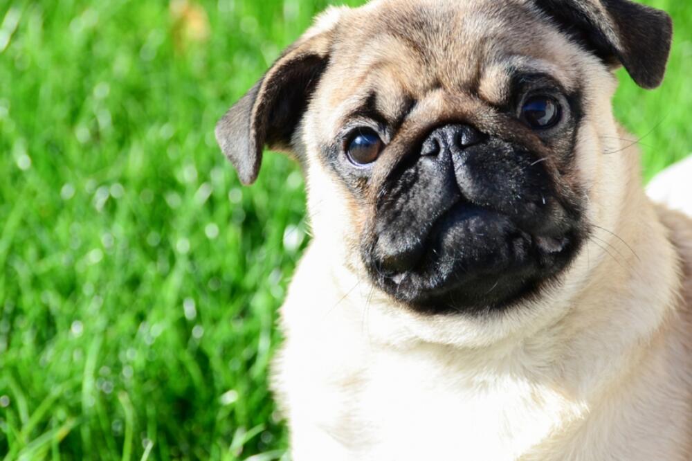 mops, pas, Foto: Shutterstock