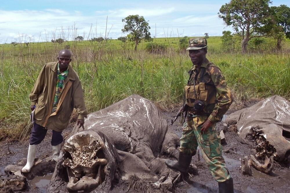 Satao, slon, Foto: Beta/AP