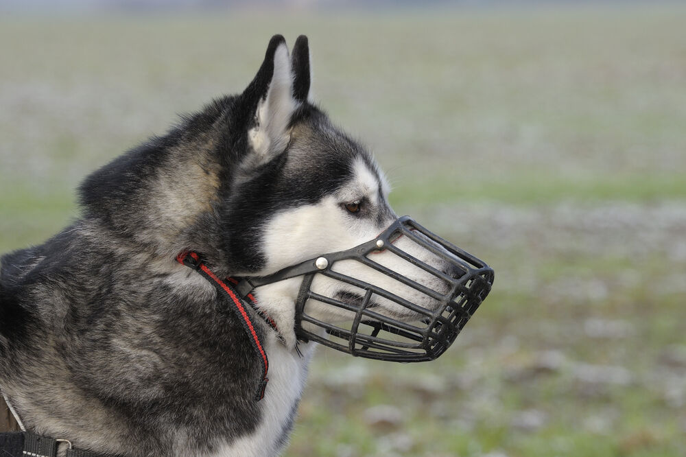 pas, korpa za psa, brnjica, Foto: Shutterstock