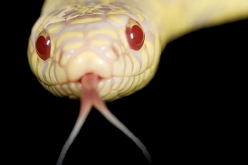 Albino zmija, Foto: Shutterstock