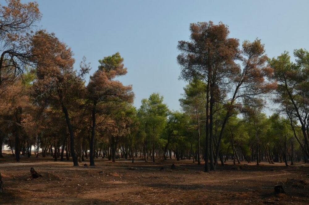 Ćemovsko polje