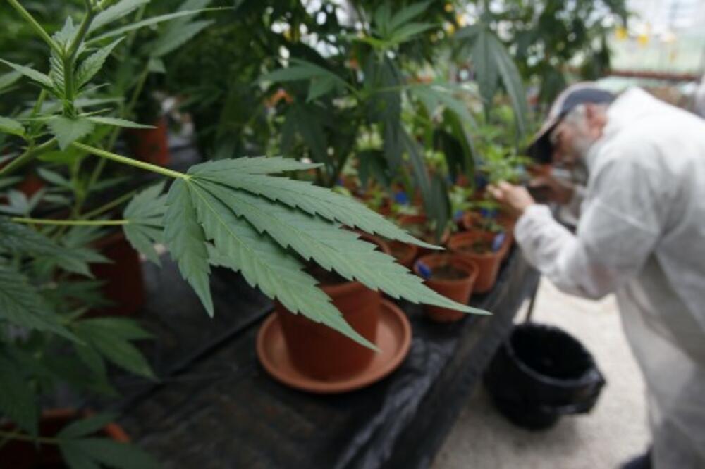 marihuana, Foto: Reuters