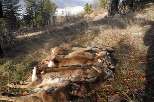 Nevladine organizacije traže zabranu lova u naredne dvije godine