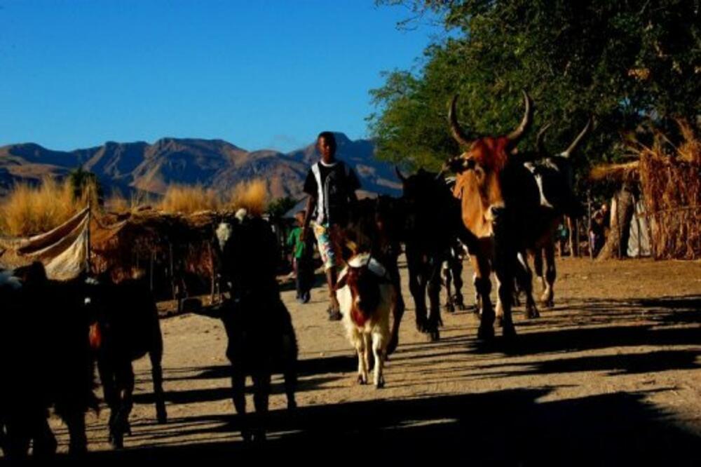 Madagaskar stoka, Foto: France24.com