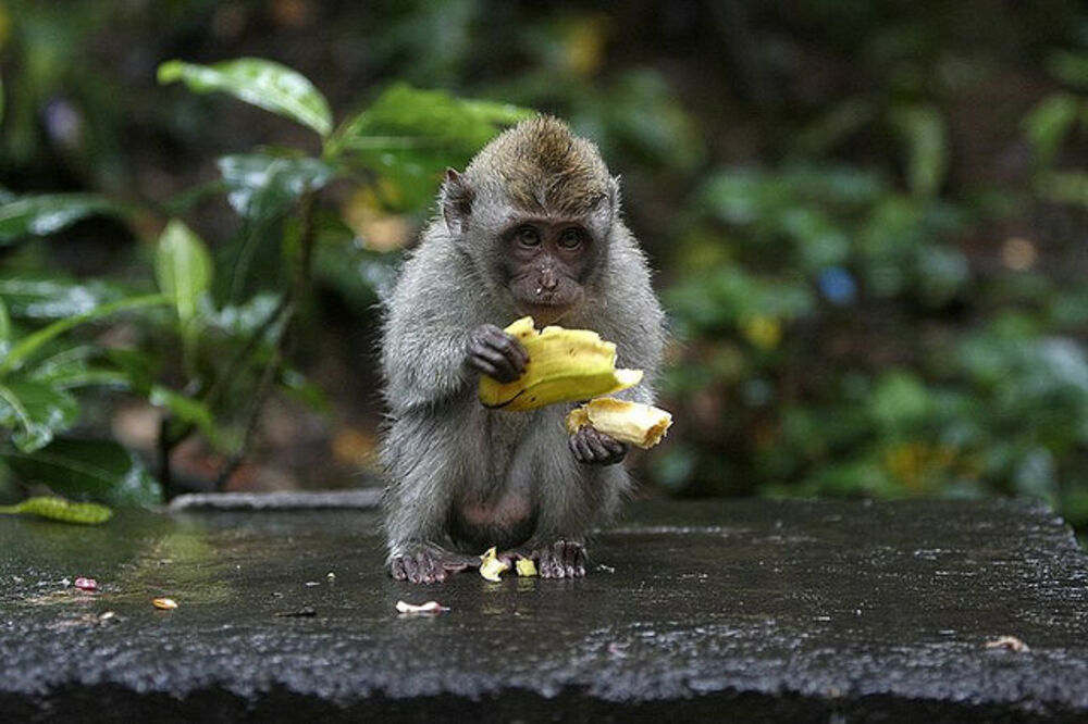 Engleska Majmunima Zabranjene Banane