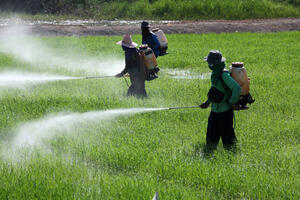 Japan: Više od hiljadu osoba otrovalo se pesticidom