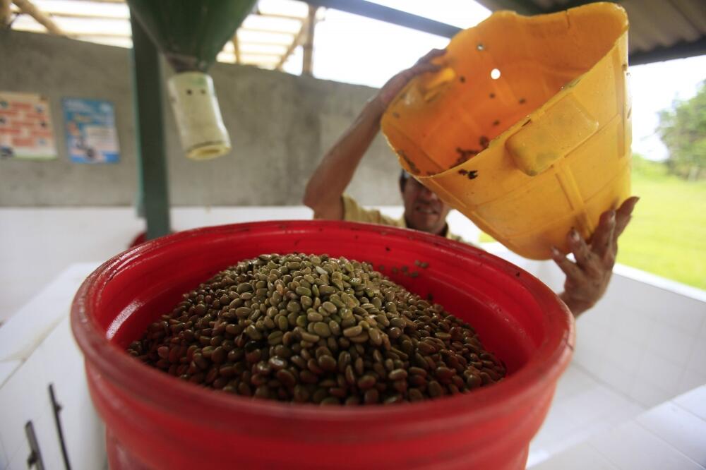 kafa, plantaža kafe, Foto: Reuters