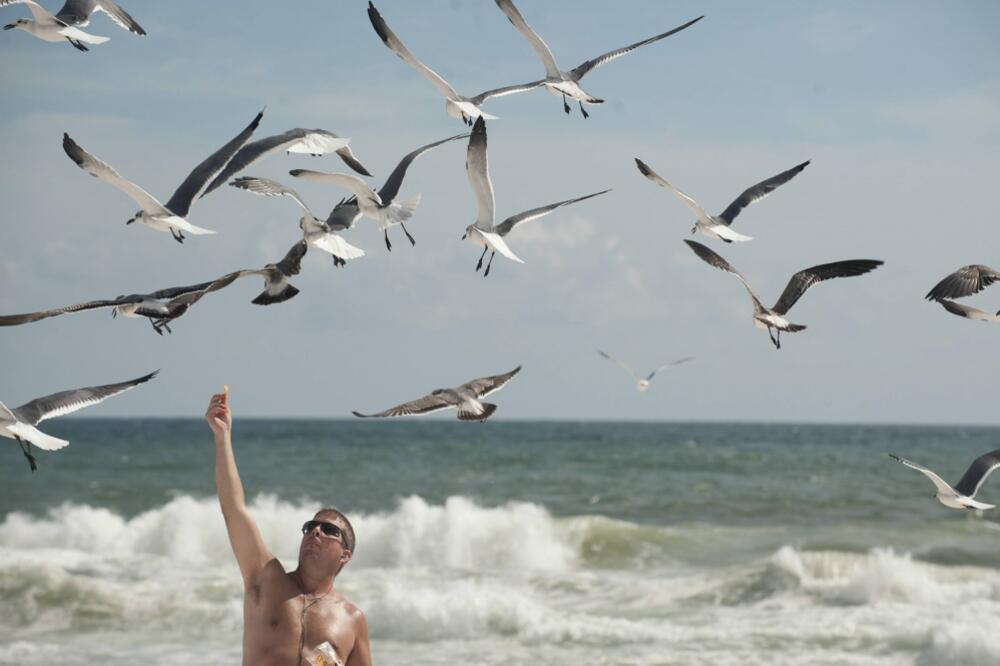 Meksiko uragan, Galebovi, Foto: Reuters