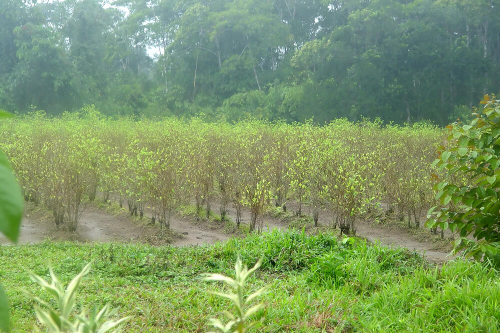 plantaža koke, Peru, Foto: Shutterstock.com