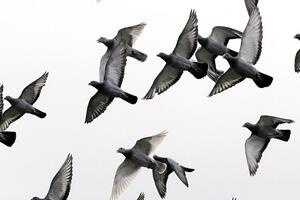 Buenos Ajres: Dilovali marihuanu koristeći golubove pismonoše