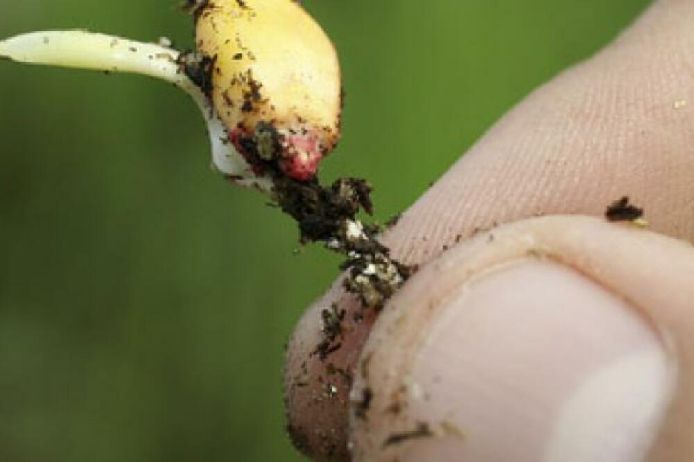 GMO, Genetski modifikovana hrana, Foto: Reuters