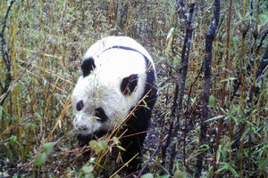 Prva fotografija pande u divljini nakon 10 godina