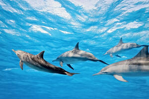 Četiri nova delfina u Bokokotorskom zalivu
