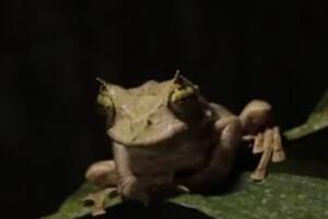 Nakon duže od deceniju pronađena rogata žaba