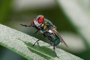 Naučnici proizveli kameru koja reprodukuje oko muve