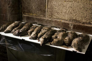 U Kini prodavali meso pacova kao jagnjetinu