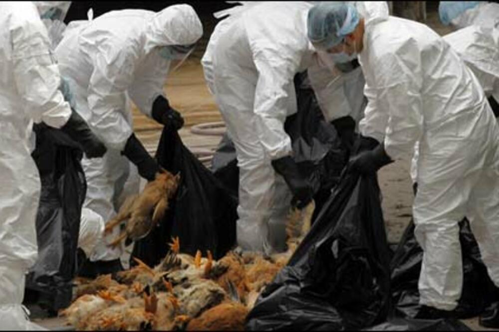 H7N9, ptičiji grip, Foto: Rojters