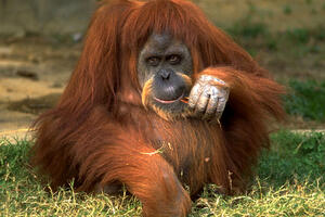 Poljska: Orangutane smiruje priča za laku noć