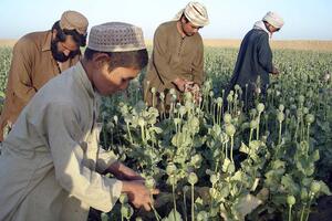 U Avganistanu zasađeno 18 odsto više maka