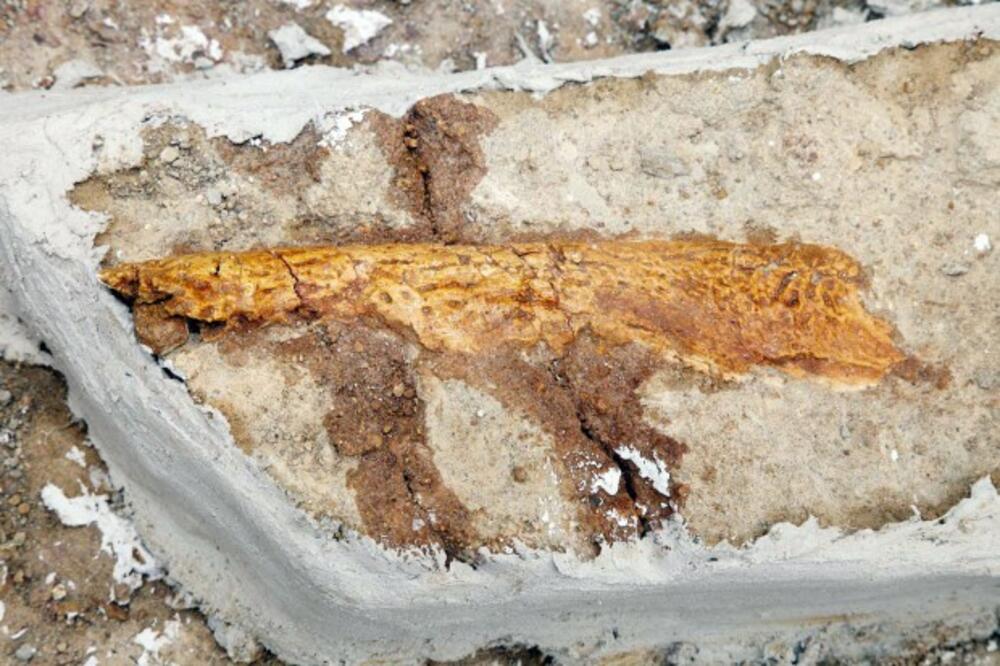 dinosaurus Francuska, Foto: Welt.de