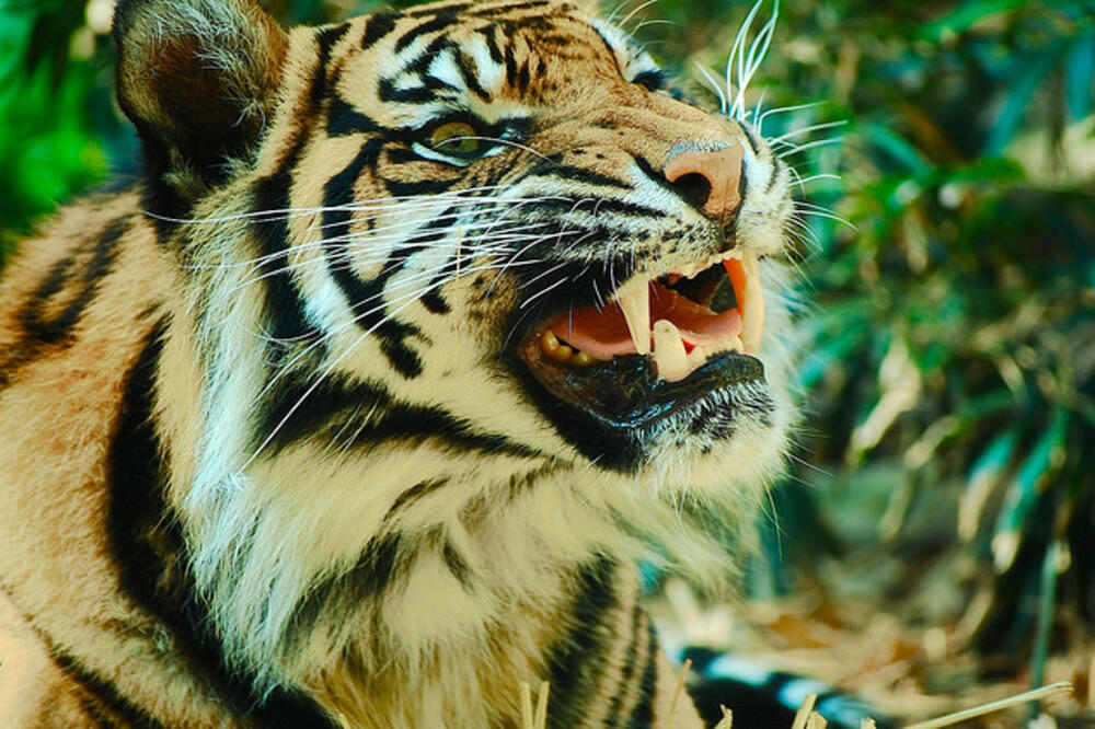 Tigar, Foto: Flickr