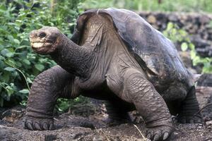 Uginula posljednja džinovska kornjača Usamljeni Džordž