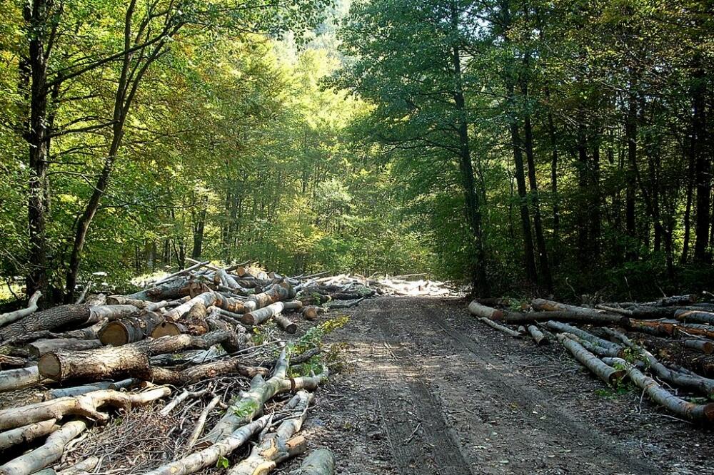 Sječa šume, Foto: Arhiva Vijesti