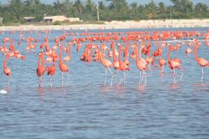 Skoro 140 flamingosa stradalo od strujnog udara na zapadu Indije