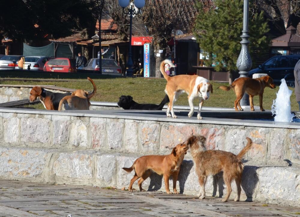 psi lutalice, Kolašin