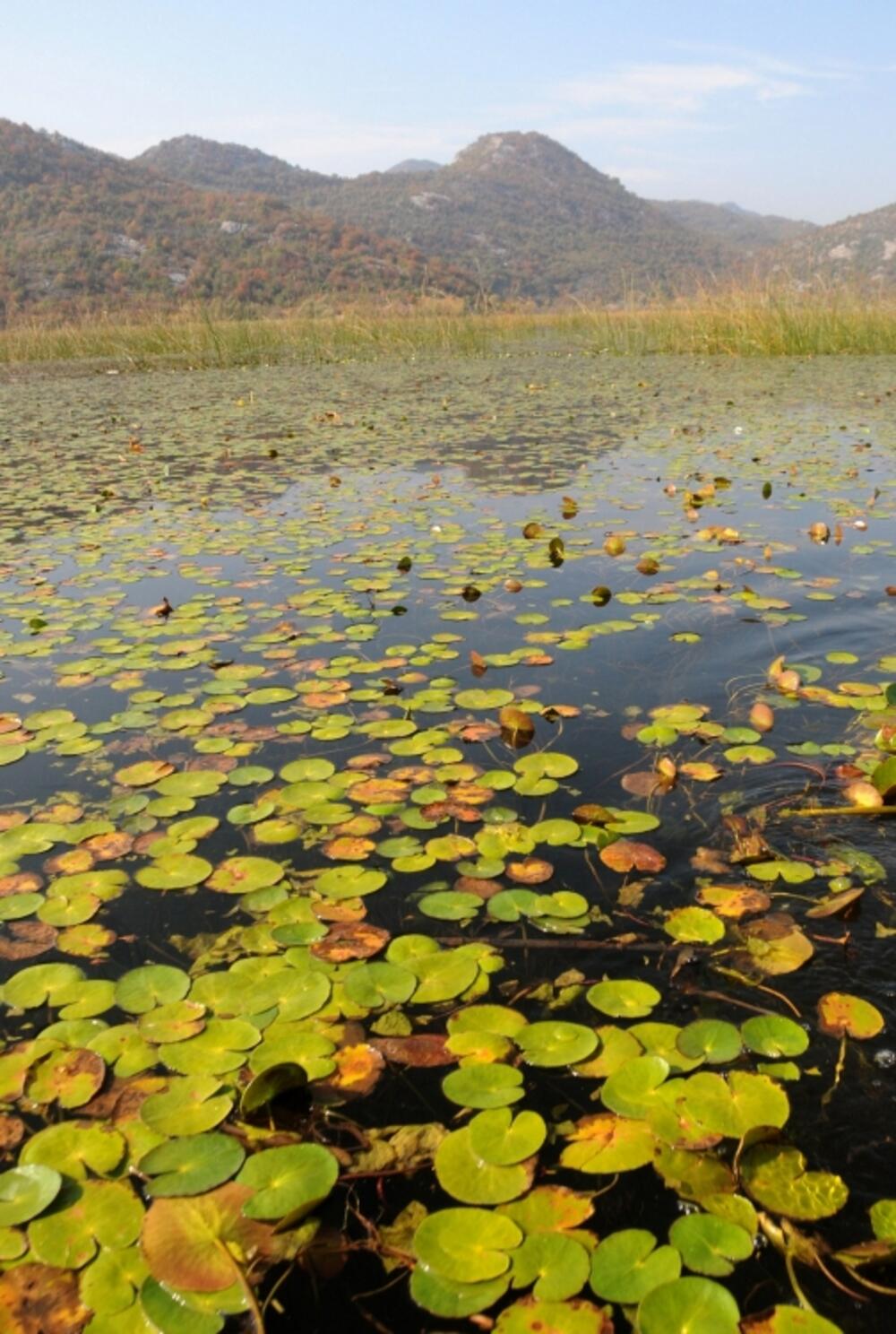 Skadarsko jezero