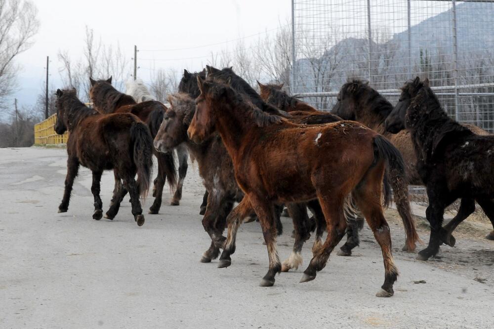 konji, Foto: Luka Zeković