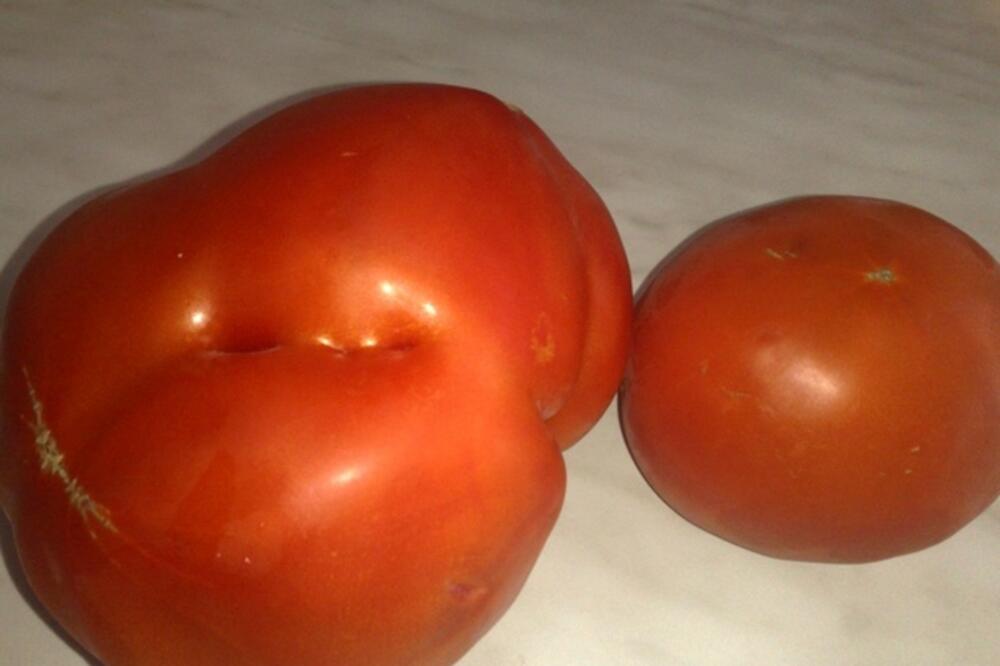 paradajz, Foto: Srna