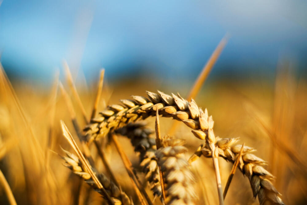 pšenica, Foto: Shutterstock.com