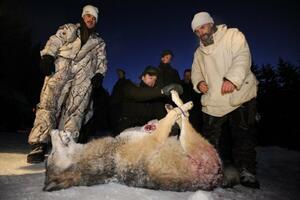 EU kažnjava Švedsku zbog dozvoljenog lova na vukove