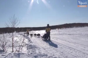 Neobična trka na 700 km: Kad 200 pasa projuri sniježnim krajevima...