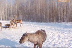 VIDEO PRIČA Projekat vraćanja jelena u šume nakon stotinu godina