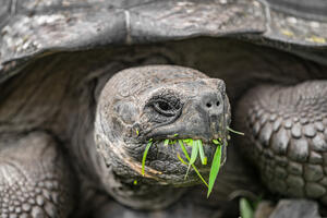 Na Galapagos pušteno 155 džinovskih kornjača