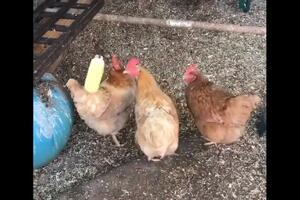 Evo kako da vam se kokoške zabavljaju satima