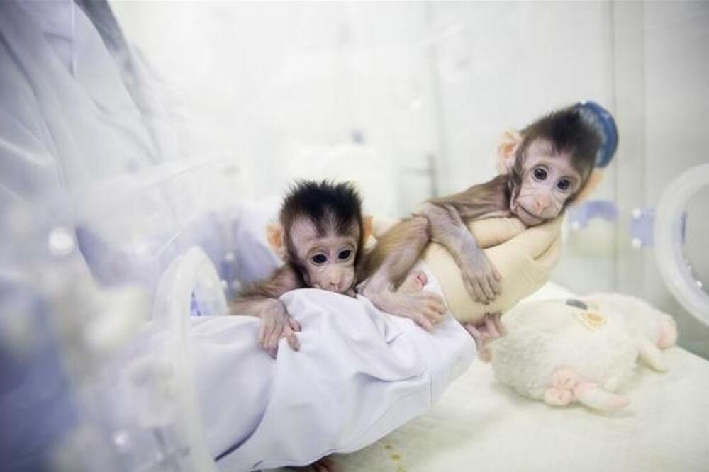 Klonirani makaki majmuni, Foto: CRI
